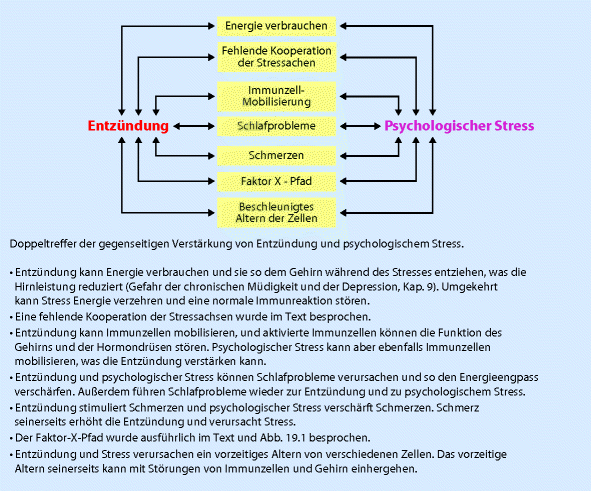 Stress Verschlechtert Entzundung Und Entzundung Verandert Stressbelastbarkeit Springerlink