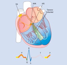 Das Herz Kreislauf System Springerlink