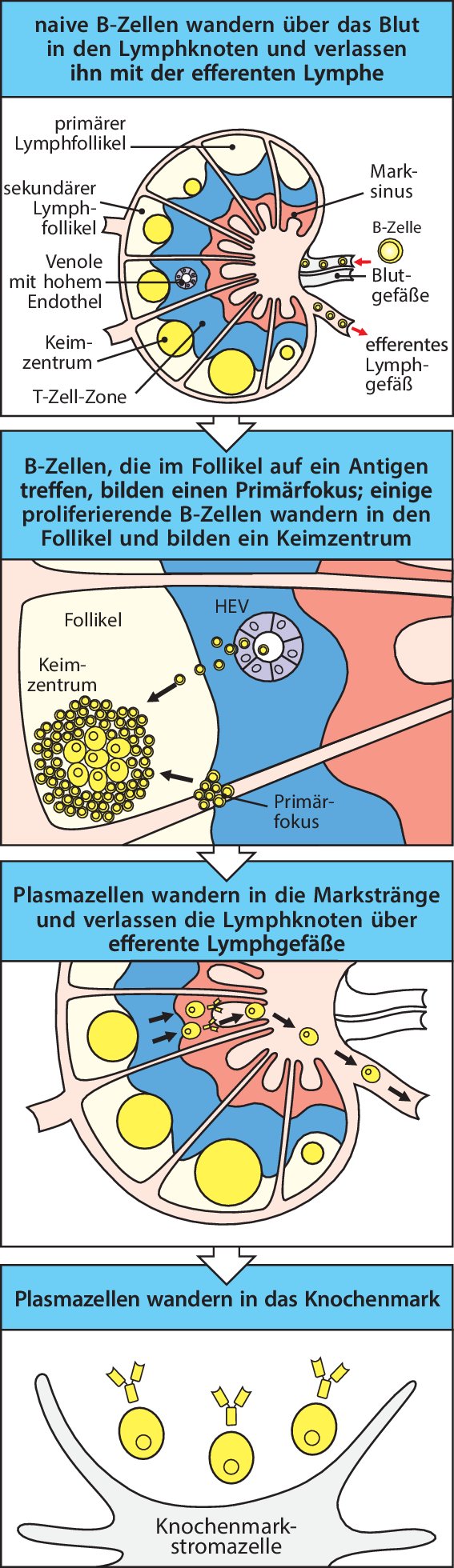 Hume Immunantwort Springerlink Open Image In New Window
