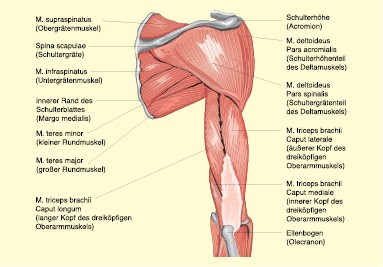 Biomechanische Betrachtung Des Ruckenschmerzes Infolge Funktionsschwacher Schulter Und Huftgelenke Springerlink