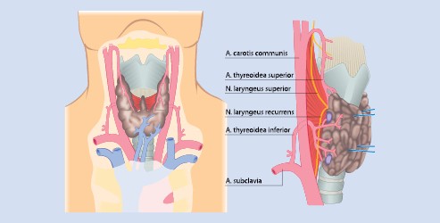Allgemein Und Viszeralchirurgie Springerlink