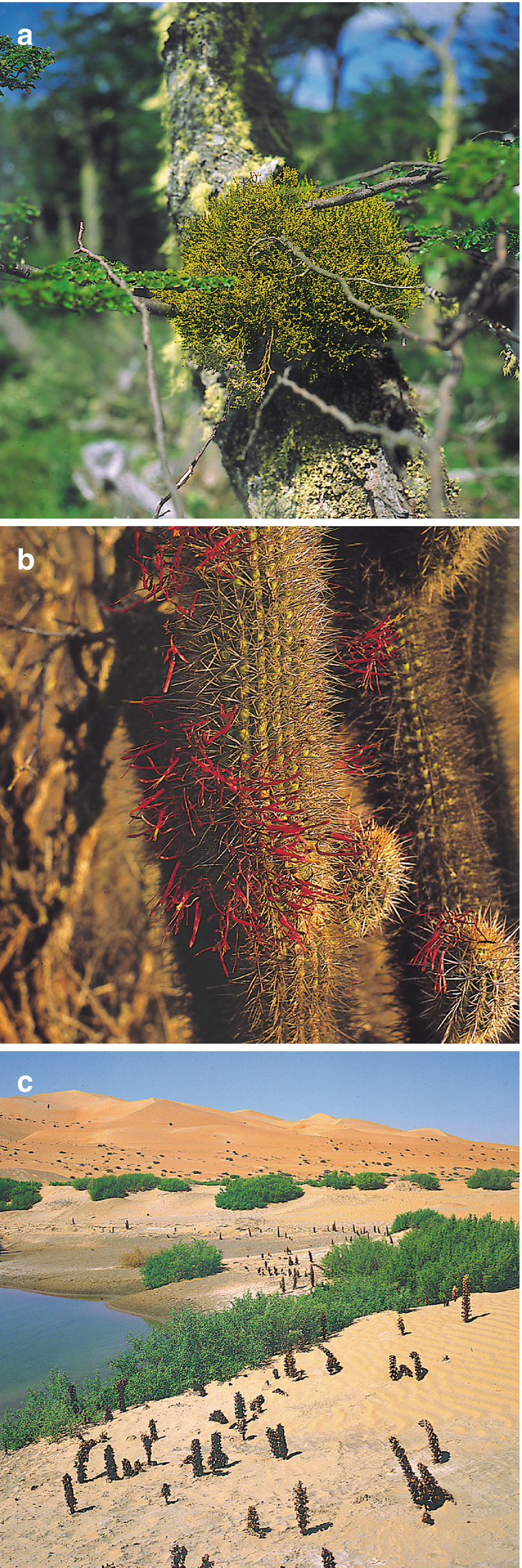 Interactions Between Plants Plant Communities And The Abiotic And