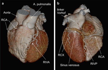 Herzmechanik Springerlink