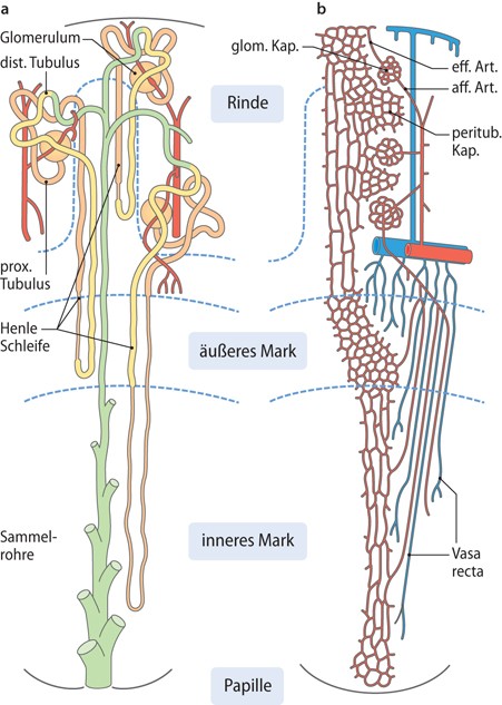 Aufbau Der Niere Und Glomerulare Filtration Springerlink