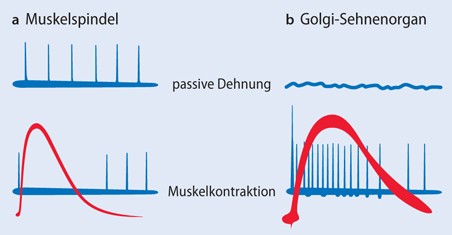 Das Somatosensorische System Springerlink