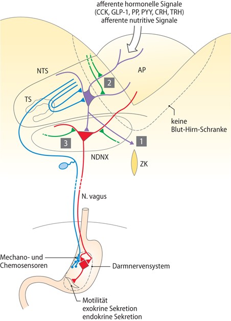 Organisation des Vegetativen Nervensystems in Rückenmark und Hirnstamm |  SpringerLink