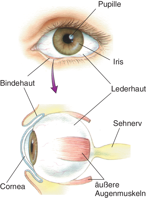 Das Auge | SpringerLink