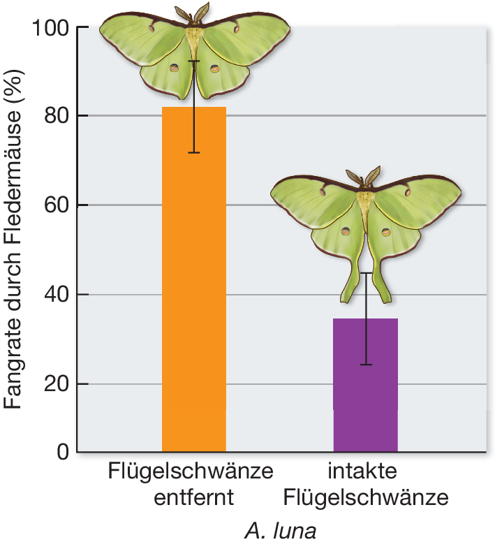 Ohne wandel gäbe es keine schmetterlinge