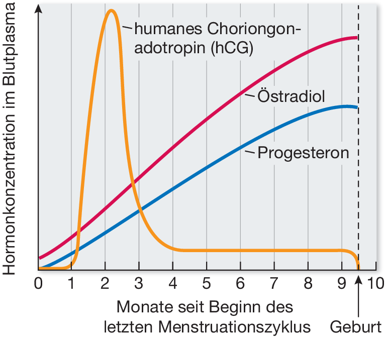 Fortpflanzung Der Tiere Springerlink