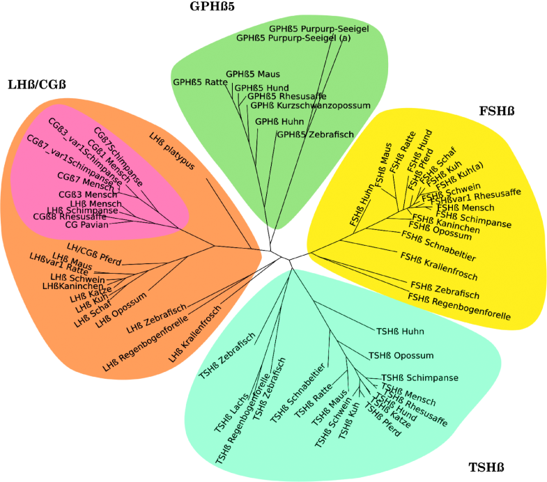 Scheintrachtigkeit Bei Hunden