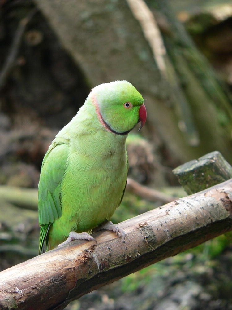 Ordnung: Psittaciformes – Papageien | SpringerLink