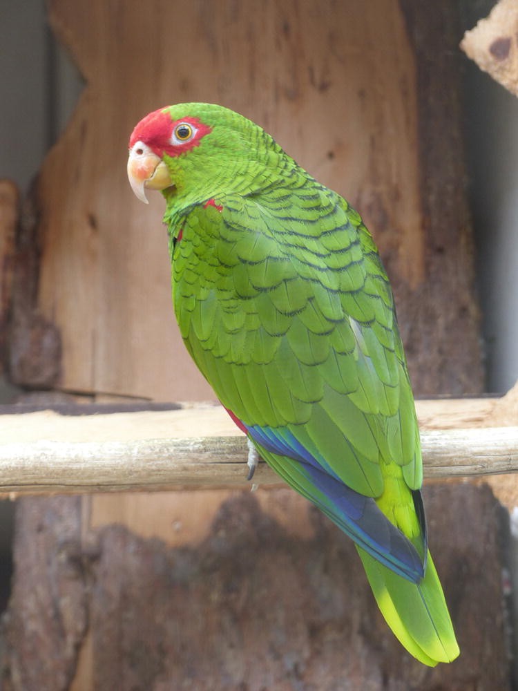 Ordnung Passeriformes Sperlingsvogel Einleitung Springerlink