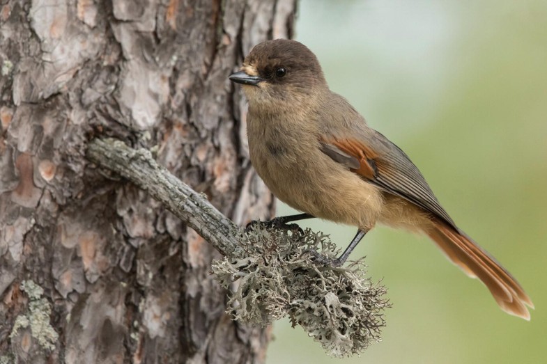 Ordnung Passeriformes Sperlingsvogel Springerlink