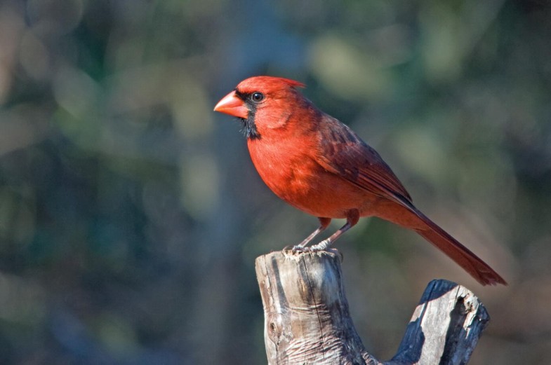 Ordnung Passeriformes Sperlingsvogel Springerlink