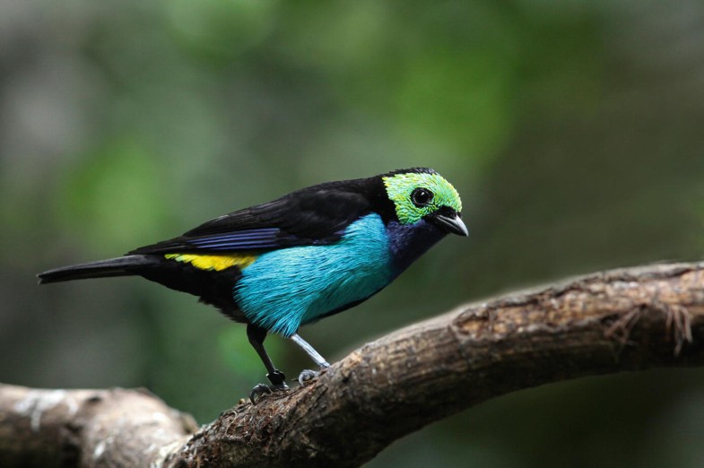 Ordnung Passeriformes Sperlingsvogel Springerlink