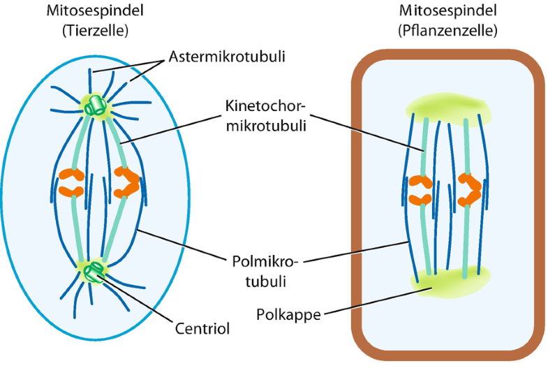 Struktur und Funktion der Zelle | SpringerLink