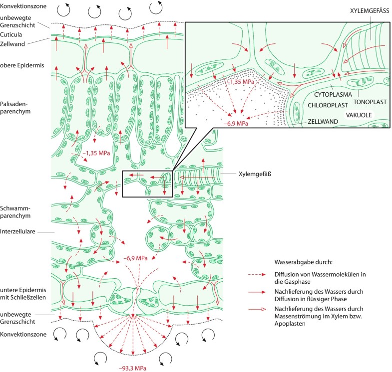 Stoffwechselphysiologie Springerlink