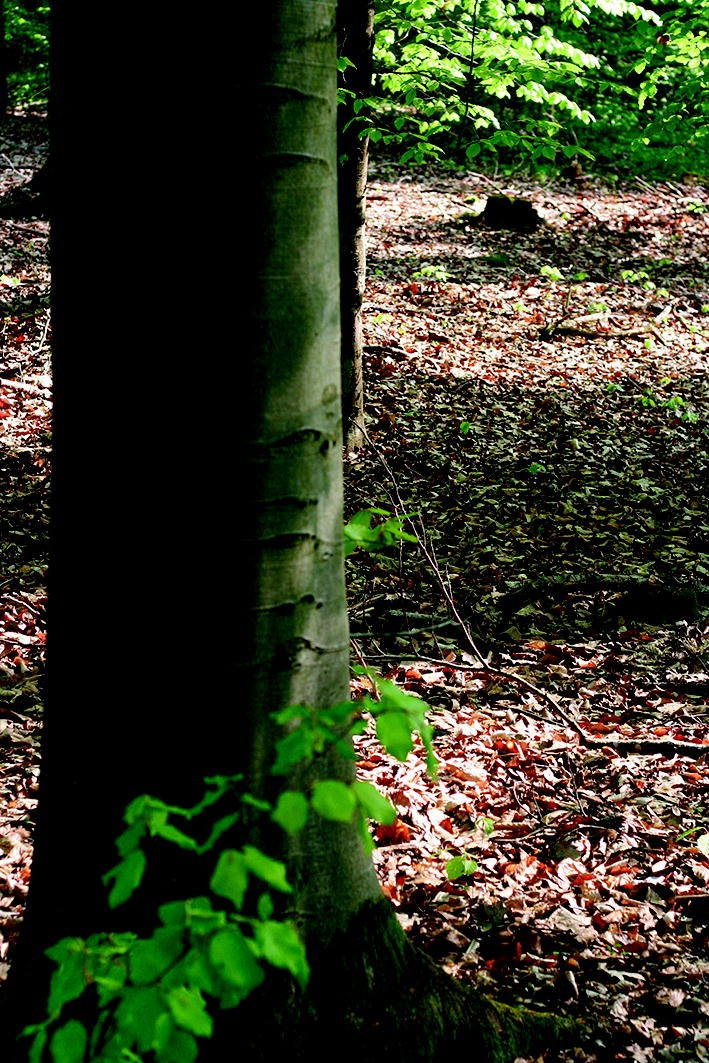 Lebensraume Fur Den Flachenschutz In Mitteleuropa Springerlink