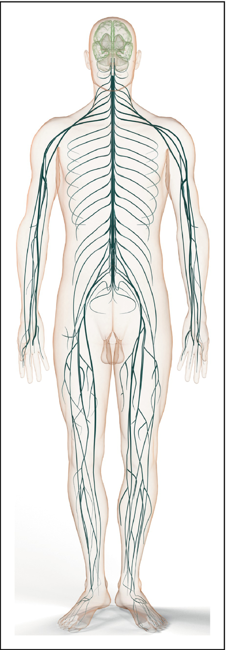 Ein Blick in die Anatomie des peripheren Nervensystems | SpringerLink