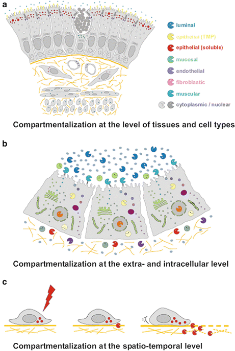 Compartmentalization Of Proteolysis Springerlink