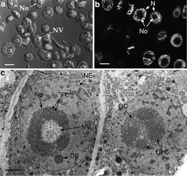 The Plant Nucleolus Springerlink