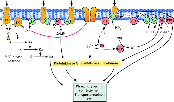 Endokrines System Springerlink