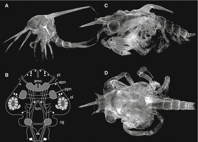 Crustacea Comparative Aspects Of Larval Development Springerlink