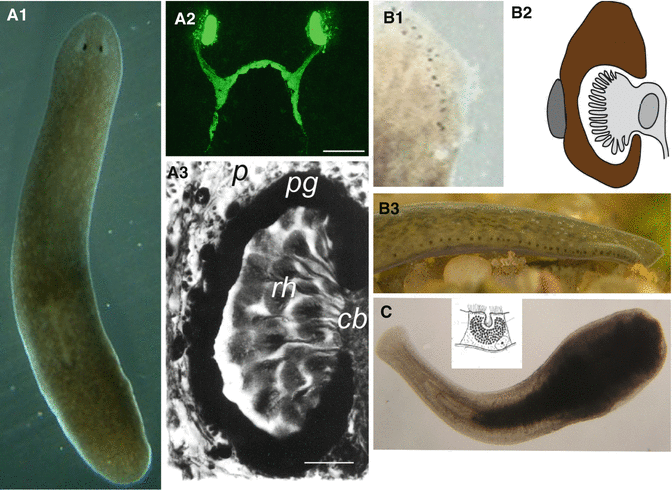 Tricladida plathelminthen Papilloma virus argento colloidale, Mult mai mult decât documente.
