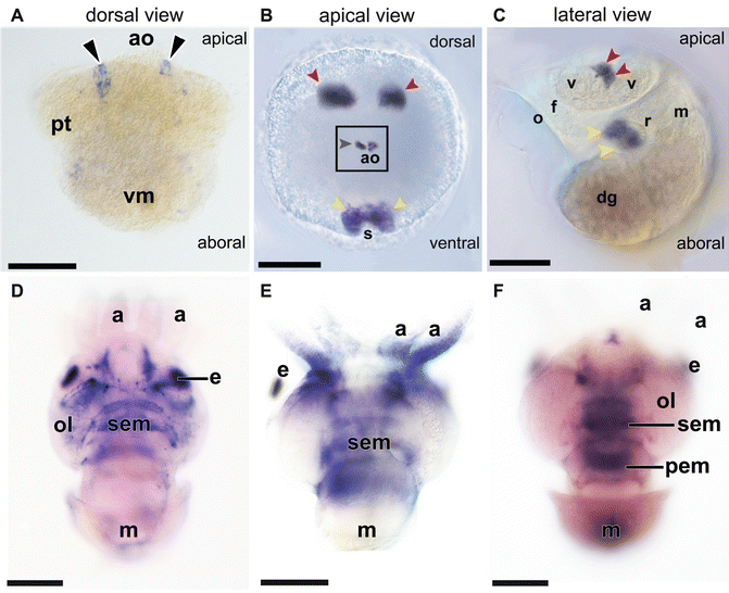 The Importance Of Identified Neurons In Gastropod Molluscs To >> Mollusca Springerlink The Importance Of Identified Neurons In Gastropod Molluscs To >> Mollusca Springerlink