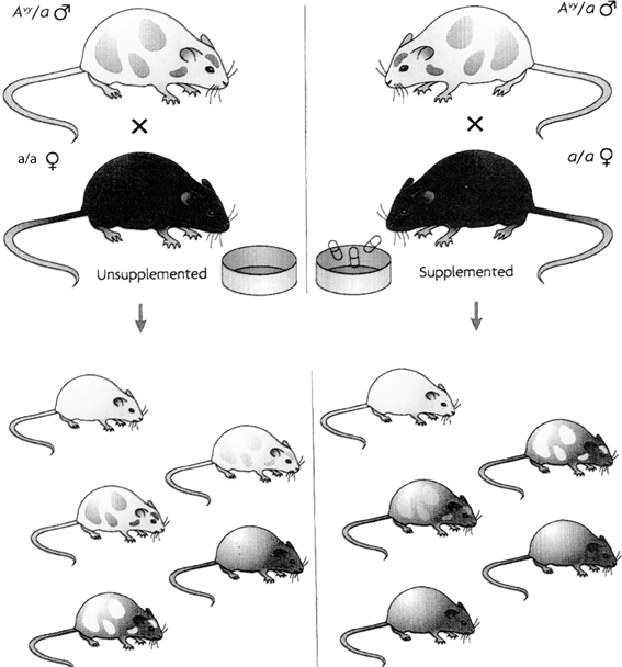 Epigenetik Springerlink