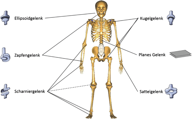 Anatomische und anthropometrische Eigenschaften des Fahrers | SpringerLink
