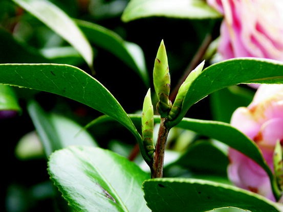 Future Plants By Randy Stewart Cleyera Japonica Ternstroemia