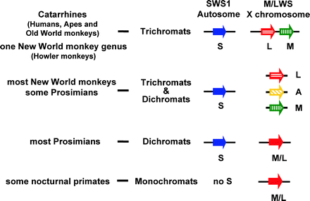 Polymorphic Color Vision in Primates: Evolutionary Considerations ...