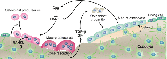 Semaphorins in Bone Homeostasis | SpringerLink