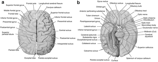 Anatomy Of Adult Central Nervous System Structure And