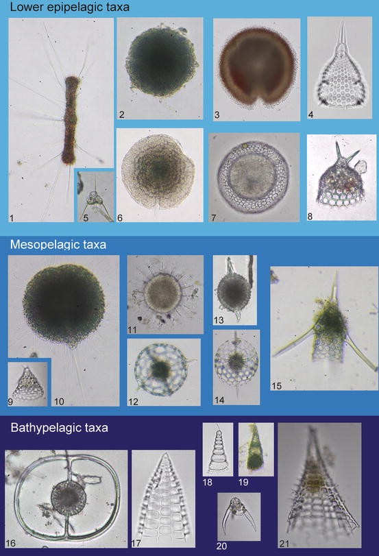 Biology and Ecology of Radiolaria | SpringerLink