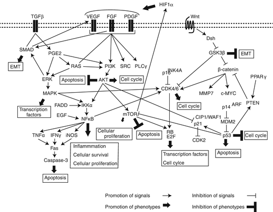 Common Pathways In Ipf And Lung Cancer Springerlink