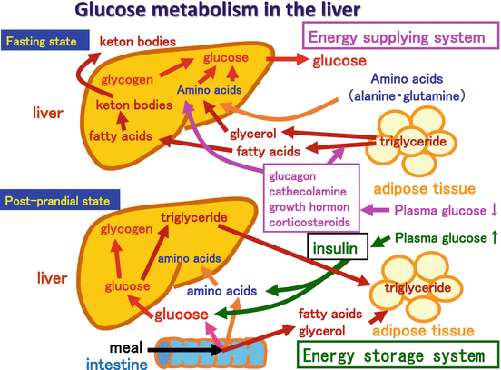 Physiological and Pathological Interactions Between Liver and Kidney