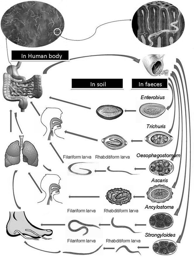 enterobiosis vk
