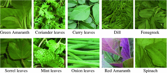 identification of common indian leafy vegetables based on statistical measures on combined color and texture features springerlink common indian leafy vegetables based