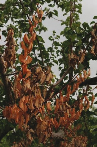 Berberis Aristata Daru Haridra Indian Barberry Hillgreen