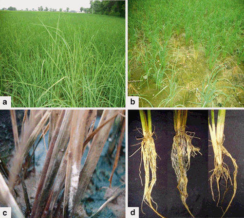 Pathogenicity, Ecology and Genetic Diversity of the Fusarium spp ...