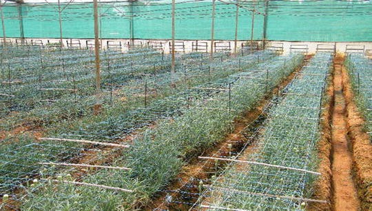 Boxwood Dirt Simple