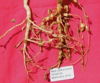 Nematode Diseases Of Horticultural Crops Springerlink