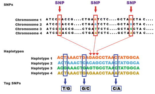 Systems Biology A New Frontier In Science Springerlink