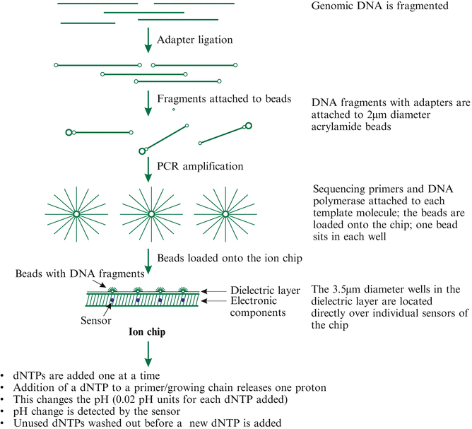 SequenceBased Markers SpringerLink