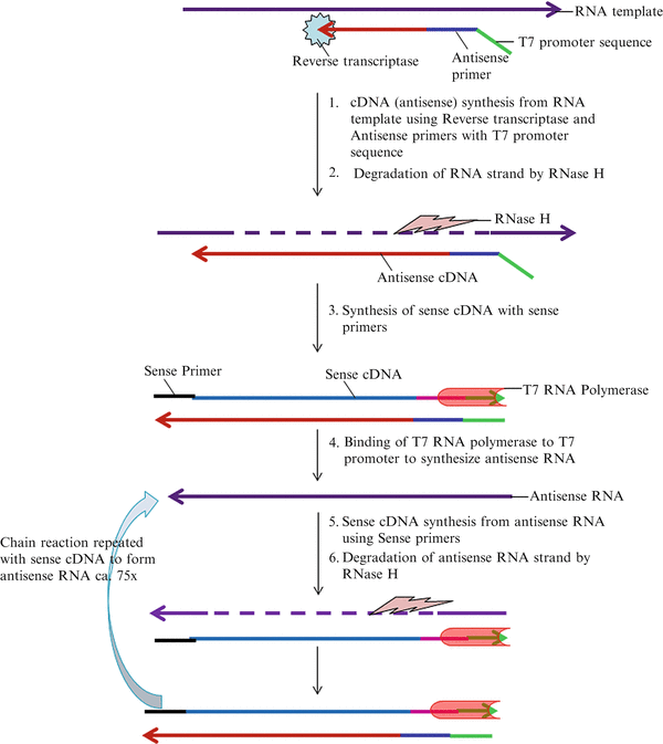 Plant Virus Detection and Diagnosis: Progress and Challenges | SpringerLink