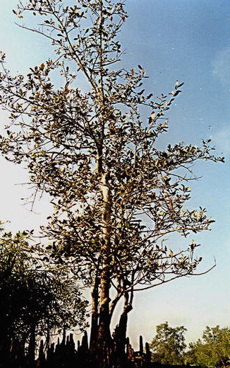 Fig. 4B.6