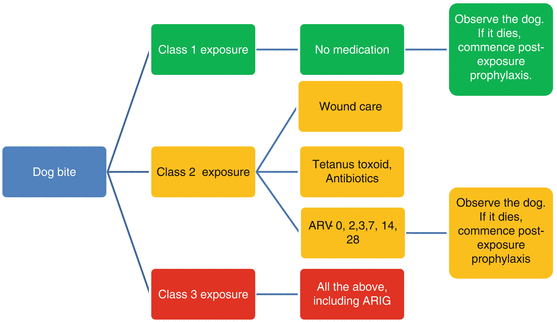 dog bite antibiotic prophylaxis