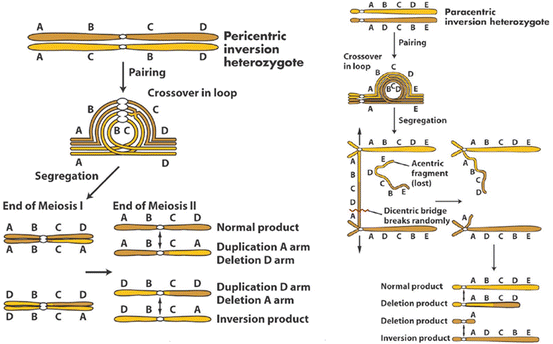 Structural Changes in Chromosomes | SpringerLink